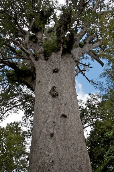 NewZealand 09 10  017